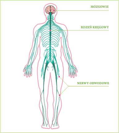 nerwy